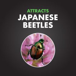 SPECTRACIDE BAG-A-BUG BEETLE TRAP - Image 4